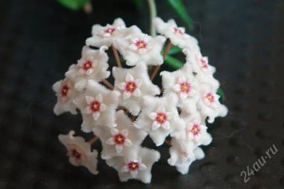 Лот: 2679441. Фото: 1. Хойя чойк( Hoya cv. Chouke ). Горшечные растения и комнатные цветы