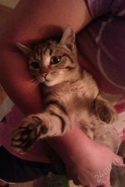 Лот: 2162277. Фото: 1. Необыкновенно красивый котенок... Кошки, котята