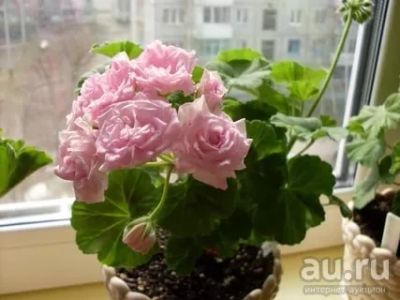 Лот: 9709795. Фото: 1. Укопененный черенок розовидной... Горшечные растения и комнатные цветы