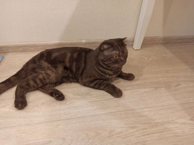 Лот: 16186981. Фото: 1. Отдам шотландского вислоухого... Кошки, котята
