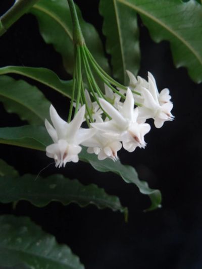 Лот: 16403593. Фото: 1. Хойя-Hoya Lockii. Горшечные растения и комнатные цветы