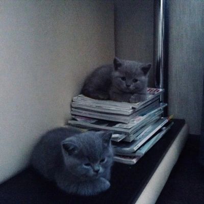 Лот: 3719795. Фото: 1. Британские котята. Кошки, котята