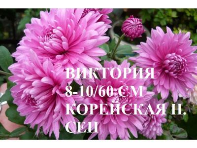 Лот: 8887235. Фото: 1. Виктория. Садовые цветы