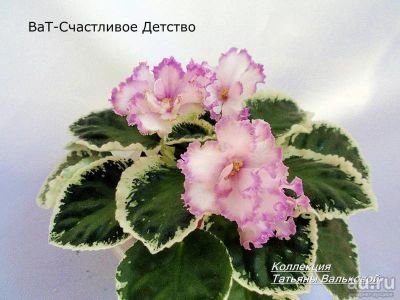 Лот: 13642751. Фото: 1. Фиалка Ват Счастливое детство... Горшечные растения и комнатные цветы