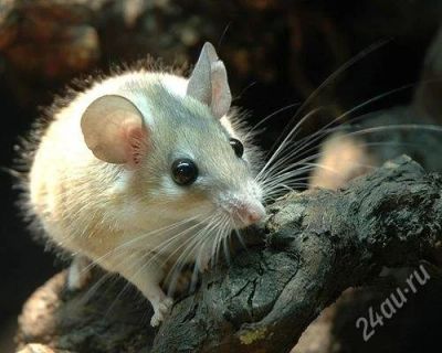 Лот: 2296291. Фото: 1. Мыши египетские. Остальные животные