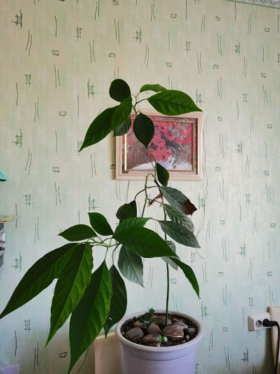 Лот: 19436442. Фото: 1. Растение авокадо. Горшечные растения и комнатные цветы