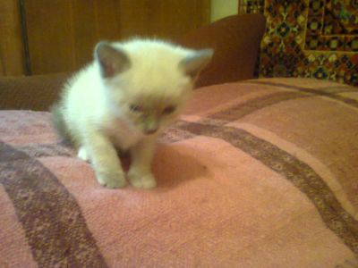 Лот: 7916729. Фото: 1. Красивые и потешные котята в хорошие... Кошки, котята