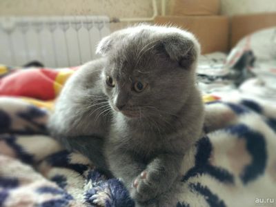 Лот: 9590430. Фото: 1. (породистые) Котята вислоухие... Кошки, котята
