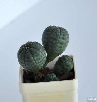 Лот: 9517243. Фото: 1. Молочай (Euphorbia obesa). Горшечные растения и комнатные цветы