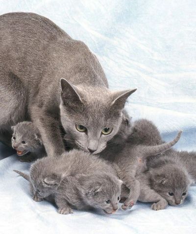 Лот: 19417313. Фото: 1. Котята Русской Голубой Кошки. Кошки, котята