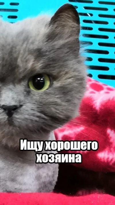 Лот: 13126973. Фото: 1. Кошка. Кошки, котята