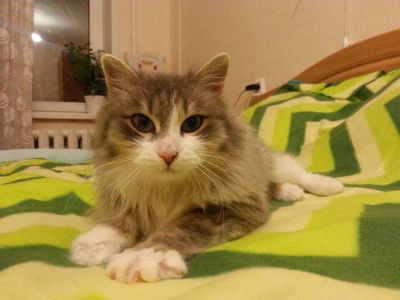 Лот: 4904934. Фото: 1. Котик Тимьян. Кошки, котята