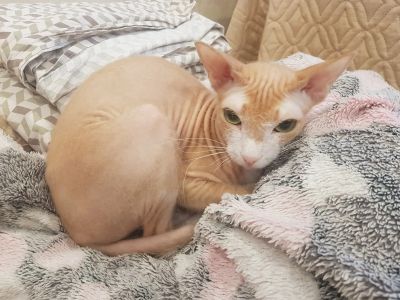 Лот: 21339511. Фото: 1. Донской сфинкс, браш. Кошка, стерилизована... Кошки, котята