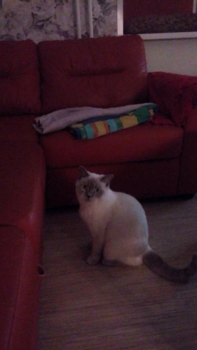 Лот: 5509002. Фото: 1. Кот шотландский прямоухий. Кошки, котята