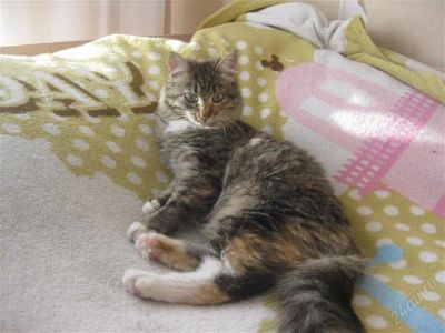 Лот: 2489254. Фото: 1. Замечательная кошечка ищет хозяина... Кошки, котята