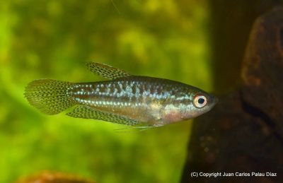 Лот: 15581274. Фото: 1. Карликовый гурами (Trichopsis... Рыбки