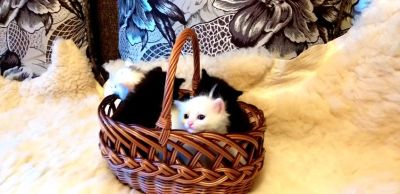 Лот: 13849304. Фото: 1. Котята метисы Мейн-кун с Турецкой... Кошки, котята