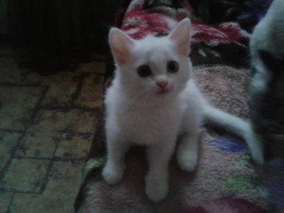 Лот: 3256566. Фото: 1. подарю чисто-белую кошечку. Кошки, котята
