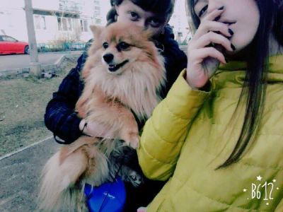 Лот: 7654396. Фото: 1. Потерялся малый немецкий щпиц!. Собаки, щенки