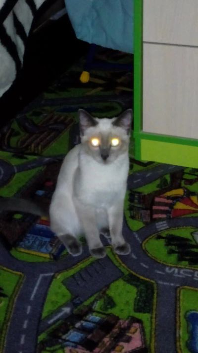 Лот: 6274636. Фото: 1. красивая кошечка. Кошки, котята
