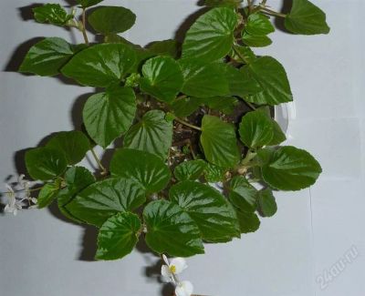 Лот: 2865773. Фото: 1. Бегония вечноцветущая. Begonia... Горшечные растения и комнатные цветы