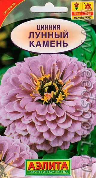 Лот: 5484730. Фото: 1. рассада цинний. Другое (семена, рассада, садовые растения)