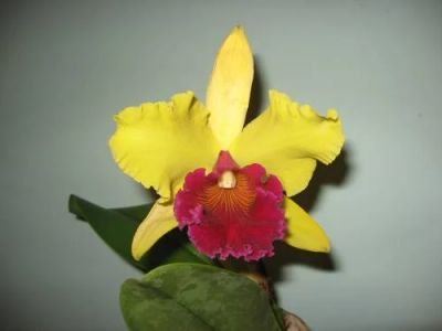 Лот: 3007462. Фото: 1. Орхидея- Брассокаттлея сортовая. Горшечные растения и комнатные цветы