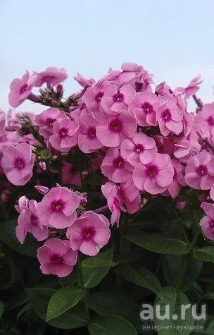 Лот: 8572000. Фото: 1. Флокс Джеффс пинк. Садовые цветы