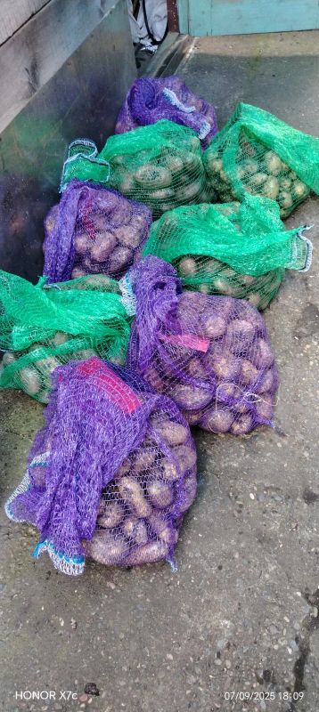 Лот: 25729026. Фото: 1. Картофель свежий урожай. Картофель