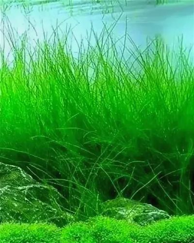 Лот: 25898351. Фото: 1. Элеохарис вивипара. Водные растения