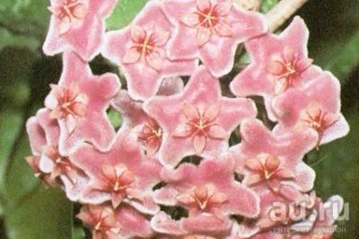 Лот: 13558250. Фото: 1. Хойя. Hoya Carnosa "Dapple dapple... Горшечные растения и комнатные цветы