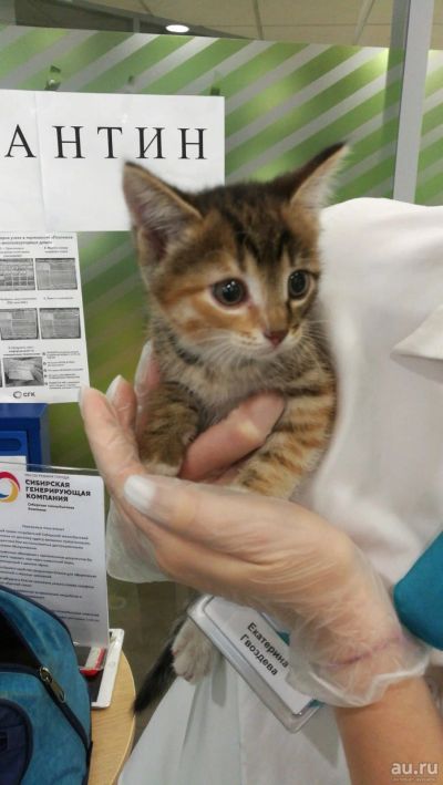 Лот: 16279439. Фото: 1. Отдадим котят в заботливые руки... Кошки, котята