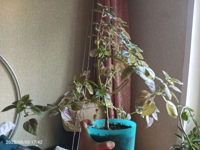 Лот: 25637621. Фото: 1. Колеус большой толстый с горшочком... Горшечные растения и комнатные цветы