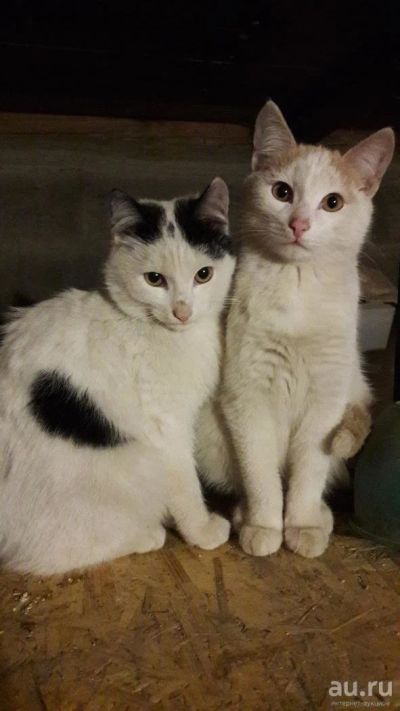Лот: 8186547. Фото: 1. Котята. Кошки, котята