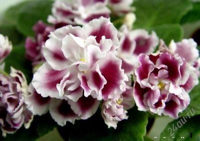 Лот: 3154411. Фото: 1. Лист сортовой фиалки "Морозная... Горшечные растения и комнатные цветы