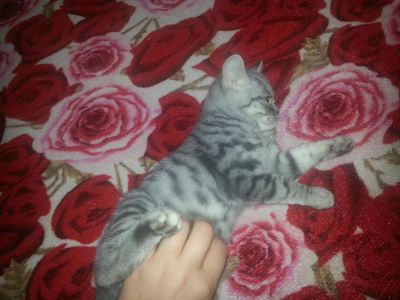 Лот: 4501514. Фото: 1. Шотландский котенок. Кошки, котята