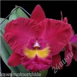 Лот: 2415371. Фото: 1. Орхидея Lc.Taitan Citi General. Горшечные растения и комнатные цветы