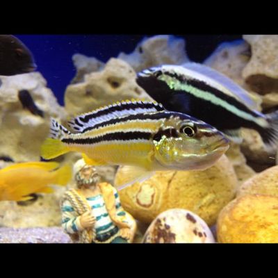Лот: 1952585. Фото: 1. Melanochromis auratus и другие... Рыбки