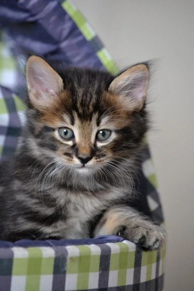 Лот: 4561908. Фото: 1. Котята курильский бобтейл. Кошки, котята