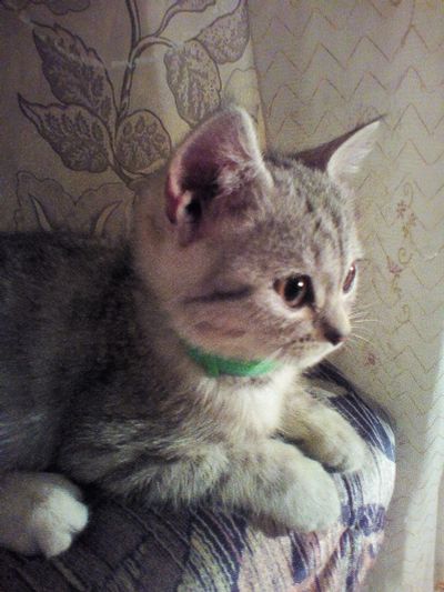 Лот: 12101923. Фото: 1. Кошка. Кошки, котята