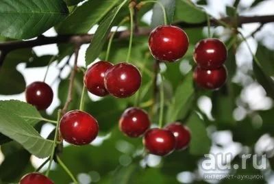 Лот: 10037729. Фото: 1. Вишня саженцы с закрытой корневой... Фрукты и орехи