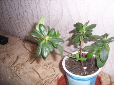 Лот: 956704. Фото: 1. азалия. Горшечные растения и комнатные цветы