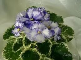Лот: 1740670. Фото: 1. Фиалка Lavender Swirls - лист. Горшечные растения и комнатные цветы