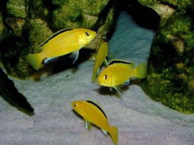 Лот: 2798336. Фото: 1. Повторно (лот не выкуплен) Лабидохромис... Рыбки
