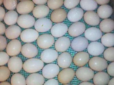 Лот: 9343066. Фото: 1. Яйцо инкубационное.Бройлер. Птицы
