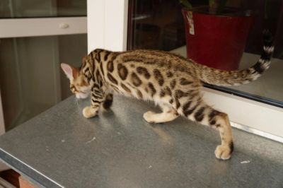 Лот: 5999679. Фото: 1. Бенгальские мальчики. Кошки, котята