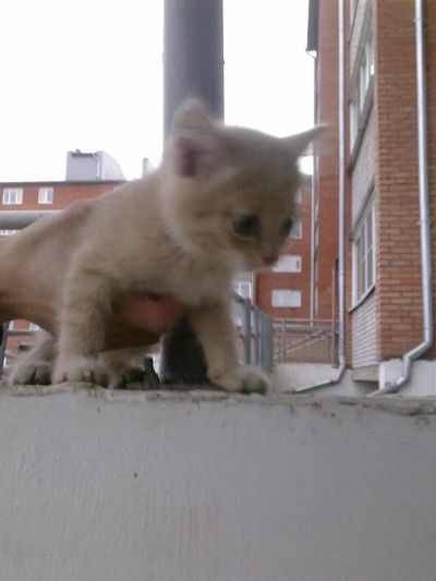 Лот: 3410053. Фото: 1. Три чудесных котейки ищут дом. Кошки, котята