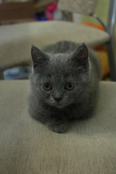 Лот: 6554794. Фото: 1. Кошечка британка. Кошки, котята