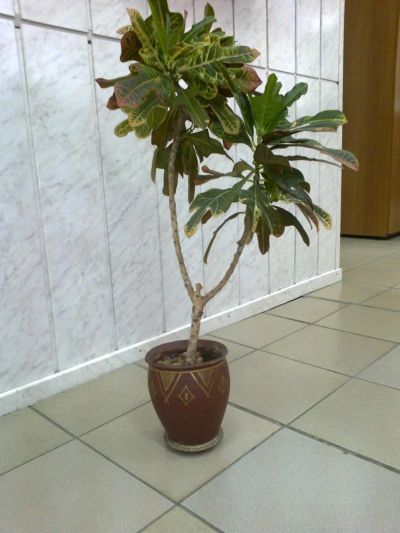Лот: 4262696. Фото: 1. кротон. Горшечные растения и комнатные цветы