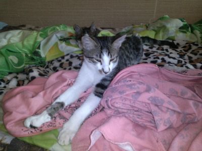 Лот: 5758003. Фото: 1. Котенок Тигра, 3,5 месяца!. Кошки, котята